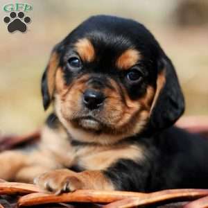 Prince, Beaglier Puppy